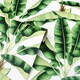 image 1 of Musa Wallpaper in Green Multi