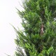 image 4 of Cypress Bushy Topiary Tree Artificial 120cm Plant | Green | One Size