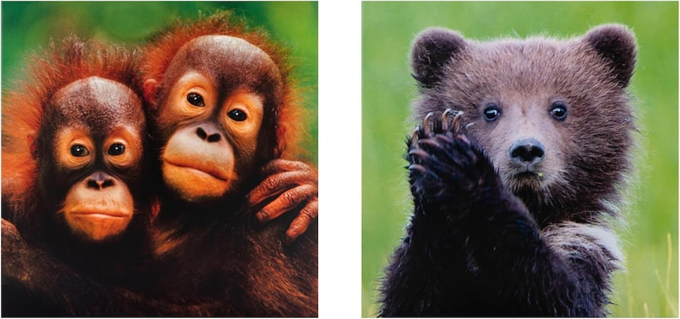 image 1 of National Geographic Photographic Animals Pack of 10 in 5 Designs Birthday Thank You Blank Cards