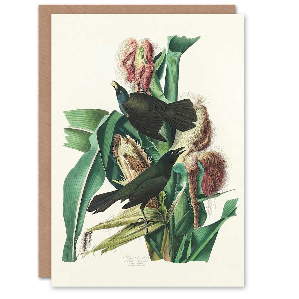 image 1 of John James Audubon Art Card Purple Grackle Crow Blackbird
