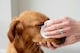 image 4 of Aloe Vera Eye Wipes for Cleaning Dogs & Cats - Extra Large - Pack of 120