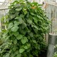 image 5 of Marshalls Garden Runner Bean Seeds Enorma | Green | Green, Orange