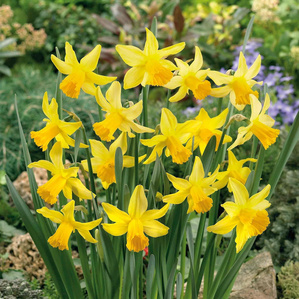 image 1 of Marshalls Garden Daffodil Bulbs 'February Gold' - 10 Bulbs