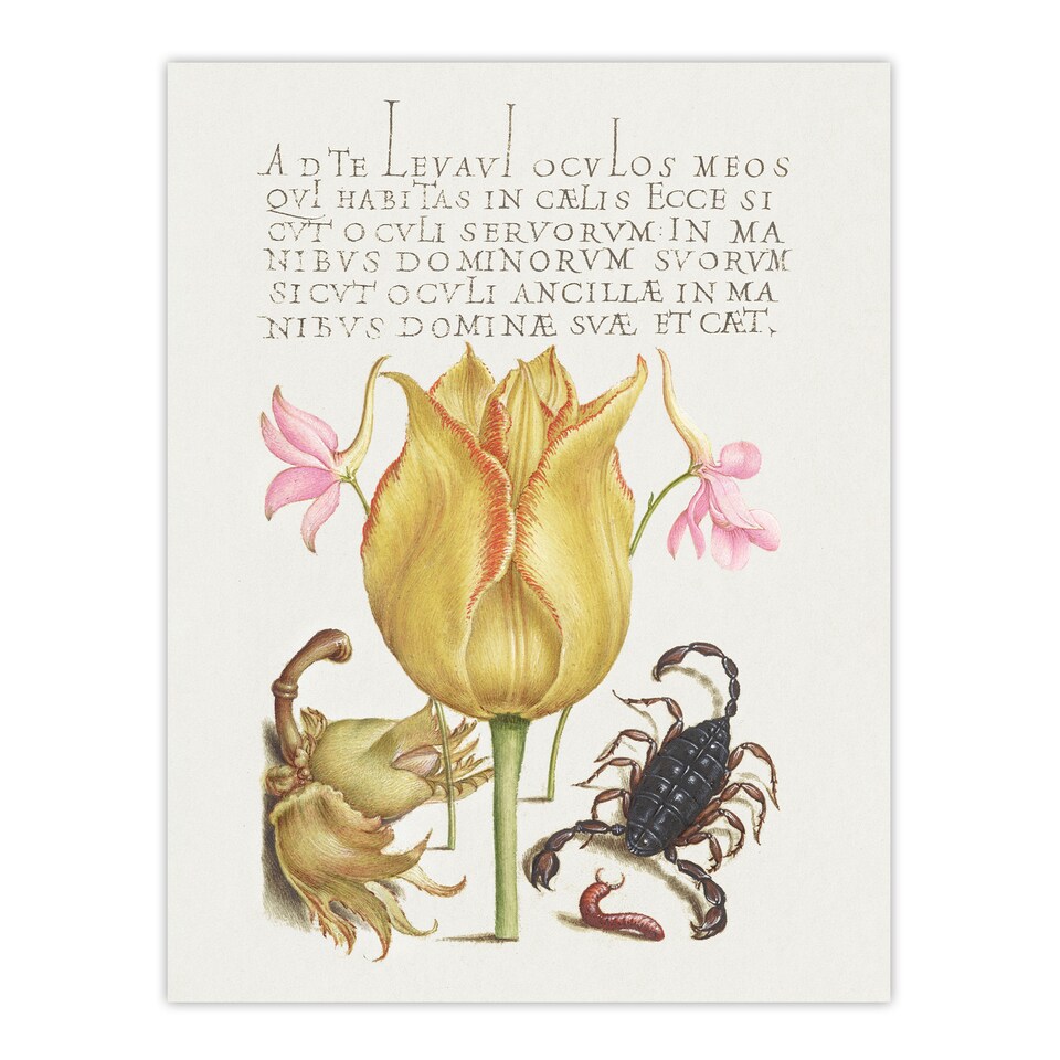 image 1 of Larkspurs Tulip and Scorpion Calligraphy Huge Wall Art Poster Print 24X32"