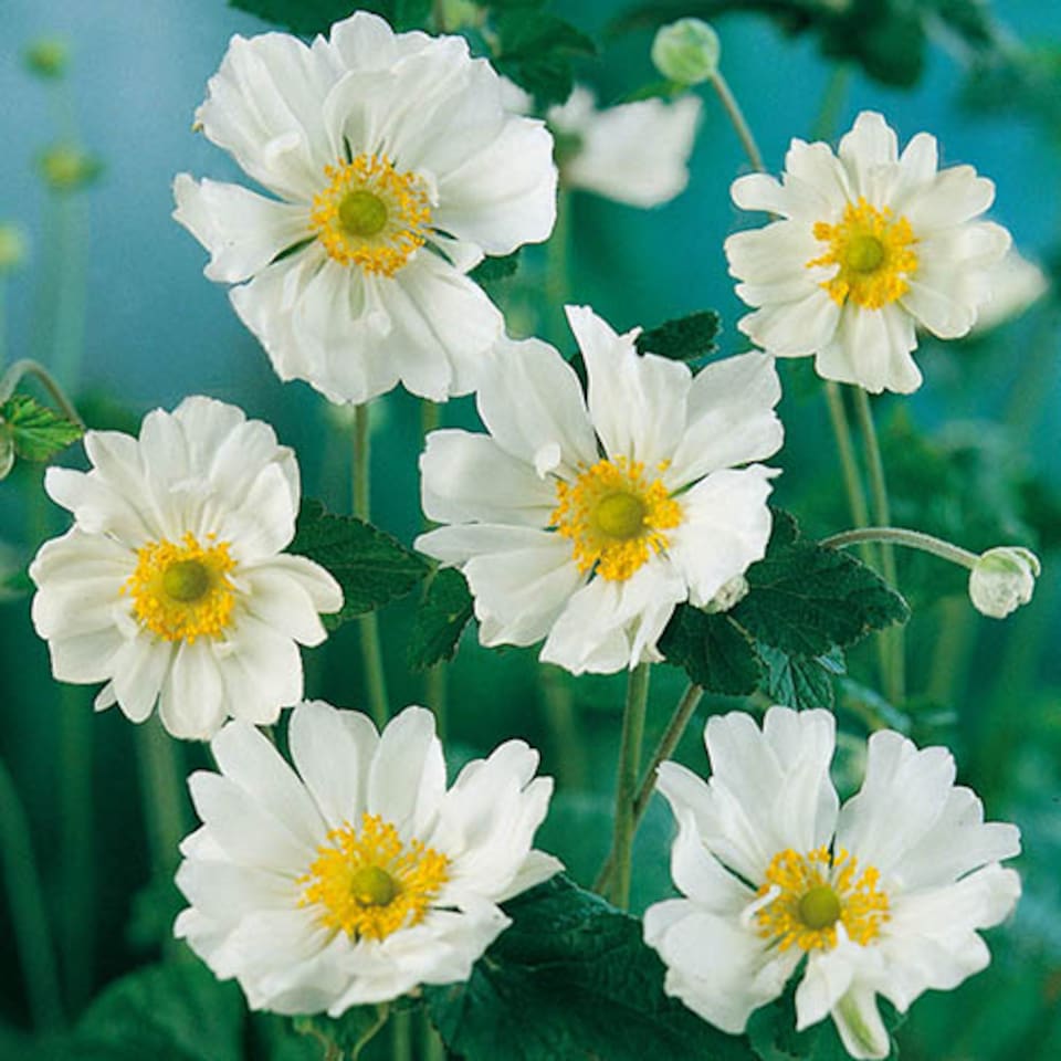 image 1 of YouGarden Hardy Japanese Anemone Collection, Set of 3 Established Plants, 9cm Pots, Long-Flowering, Pollinator-Friendly