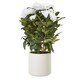 image 1 of Large Peony Plant in Pot - Plastic - L46 x W46 x H71 cm - White