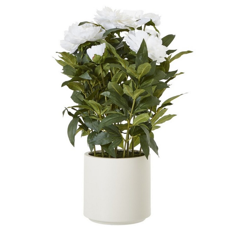 image 1 of Large Peony Plant in Pot - Plastic - L46 x W46 x H71 cm - White