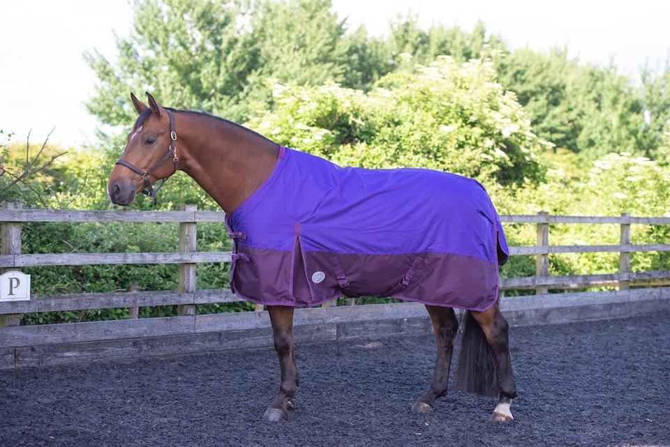 image 1 of eQuitack 600D Waterproof Horse Turnout Rug 100g Fill Standard Neck Purple/Plum 6'6''