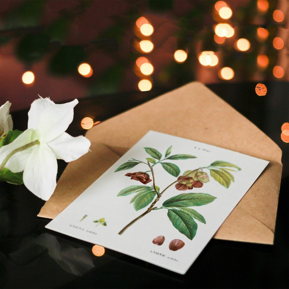 image 1 of Pierre-Joseph Redouté Art Card Papaw Tree Vintage Botanical