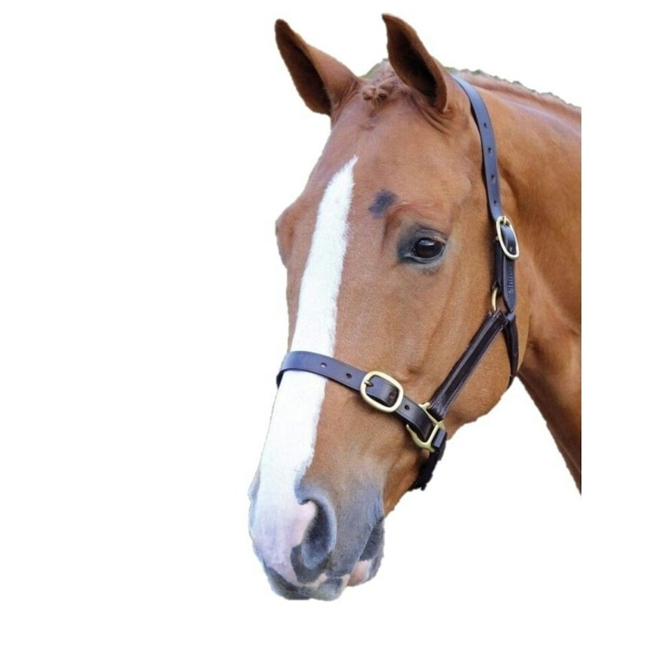 Blenheim Leather Adjustable Horse Headcollar - Havana - Suckling