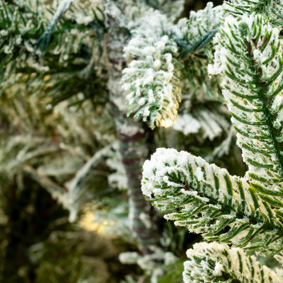 image 1 of Christmas Tree World  6ft/180cm Pre-lit Frosted Ultra Mountain Pine