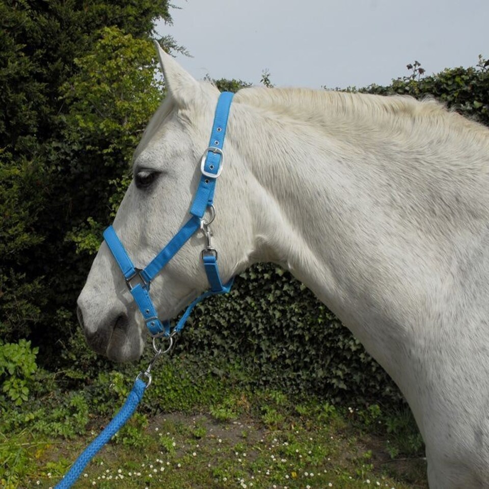 image 1 of Rhinegold Carnival Headcollar & Rope Pink | Colour: Bright Pink
Size: Pony