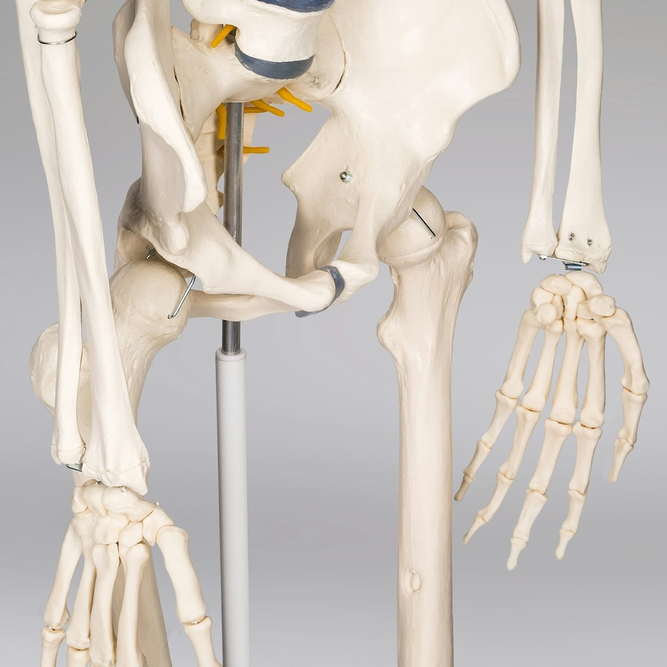 image 1 of Skeleton - life-sized human skeletal system, with mobile stand, anatomy poster