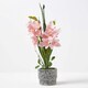 image 1 of Homescapes Pink Orchid 58 cm Cymbidium in Cement Pot Extra Large, 2 Stems