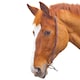 image 2 of Blenheim Leather Horse Chifney Bit Strap - Havana - Cob