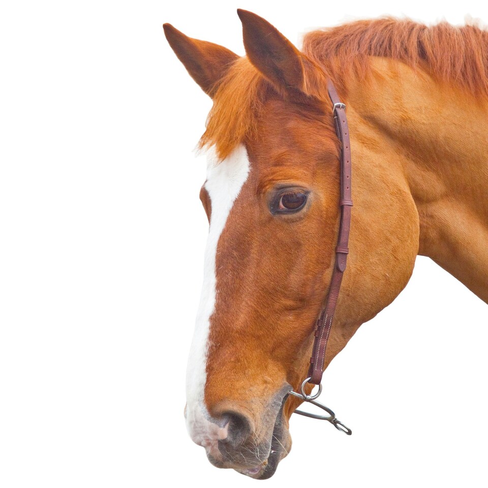 image 1 of Blenheim Leather Horse Chifney Bit Strap - Havana - Cob