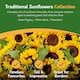 image 5 of Pronto Seed Sunflower Bumper Pack - 6 Varieties, Colourful and Yellow Sunflowers for Pots and Borders