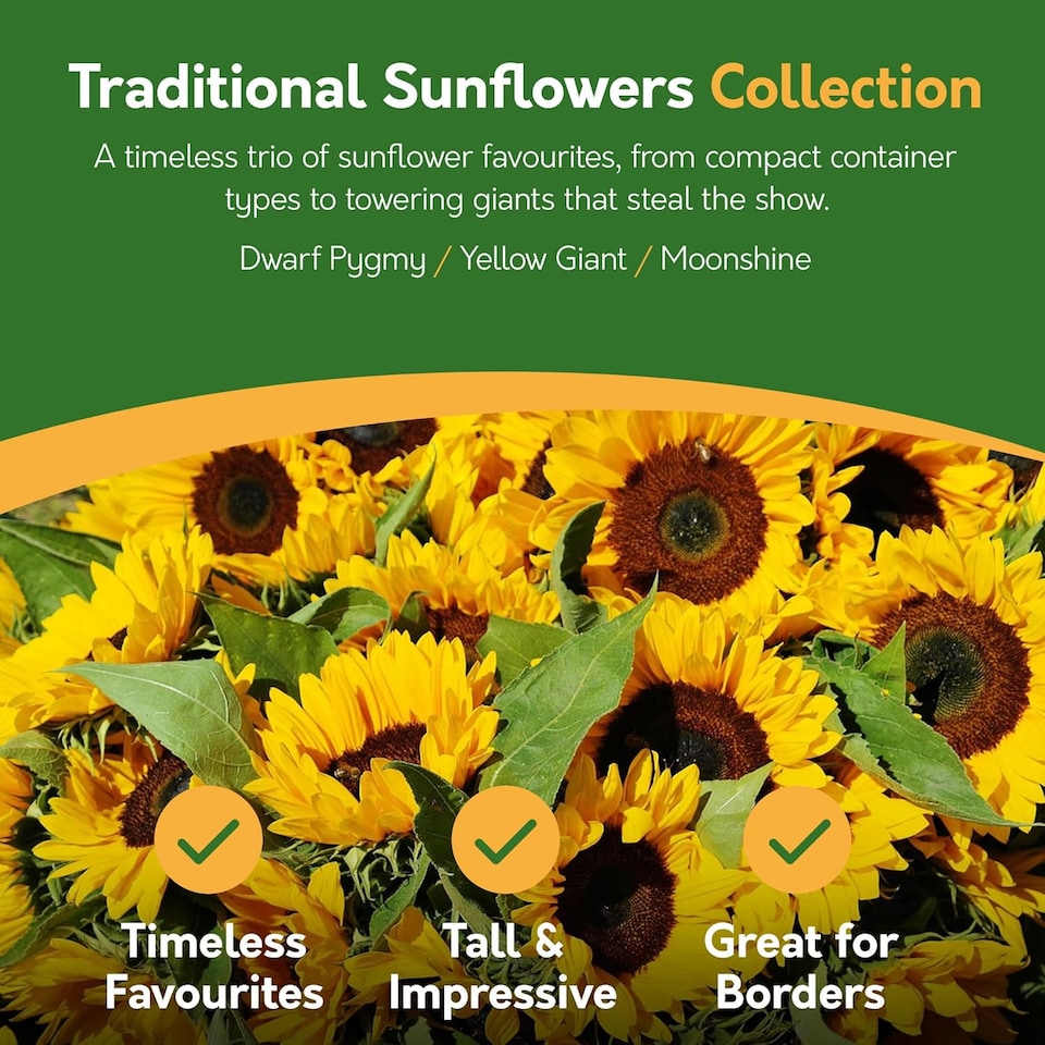 image 1 of Pronto Seed Sunflower Bumper Pack - 6 Varieties, Colourful and Yellow Sunflowers for Pots and Borders
