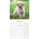 image 3 of Tibetan Terrier 2026 Calendar | Square Wall Calendar | Dog Breed Gift | Plastic Free Packaging | by Avonside Publishing