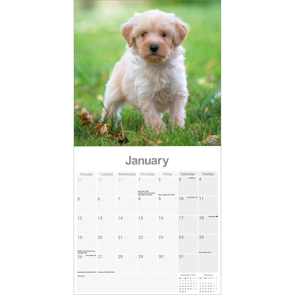 image 1 of Tibetan Terrier 2026 Calendar | Square Wall Calendar | Dog Breed Gift | Plastic Free Packaging | by Avonside Publishing