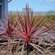 image 8 of Marshalls Garden Cordyline 'Charlie Boy' - 3 x 9cm Potted Plants