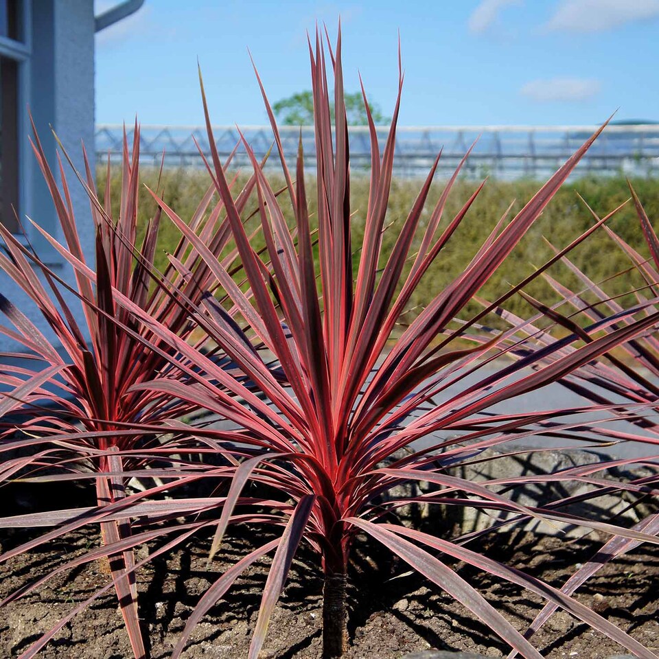 image 1 of Marshalls Garden Cordyline 'Charlie Boy' - 3 x 9cm Potted Plants