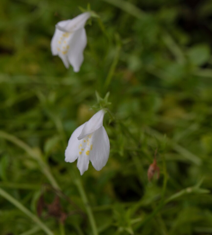 image 1 of Mazus reptans 'Albus' - Marginal Aquatic Pond Plant