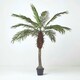 image 5 of Homescapes Phoenix Palm Tree in Pot, 160 cm Tall