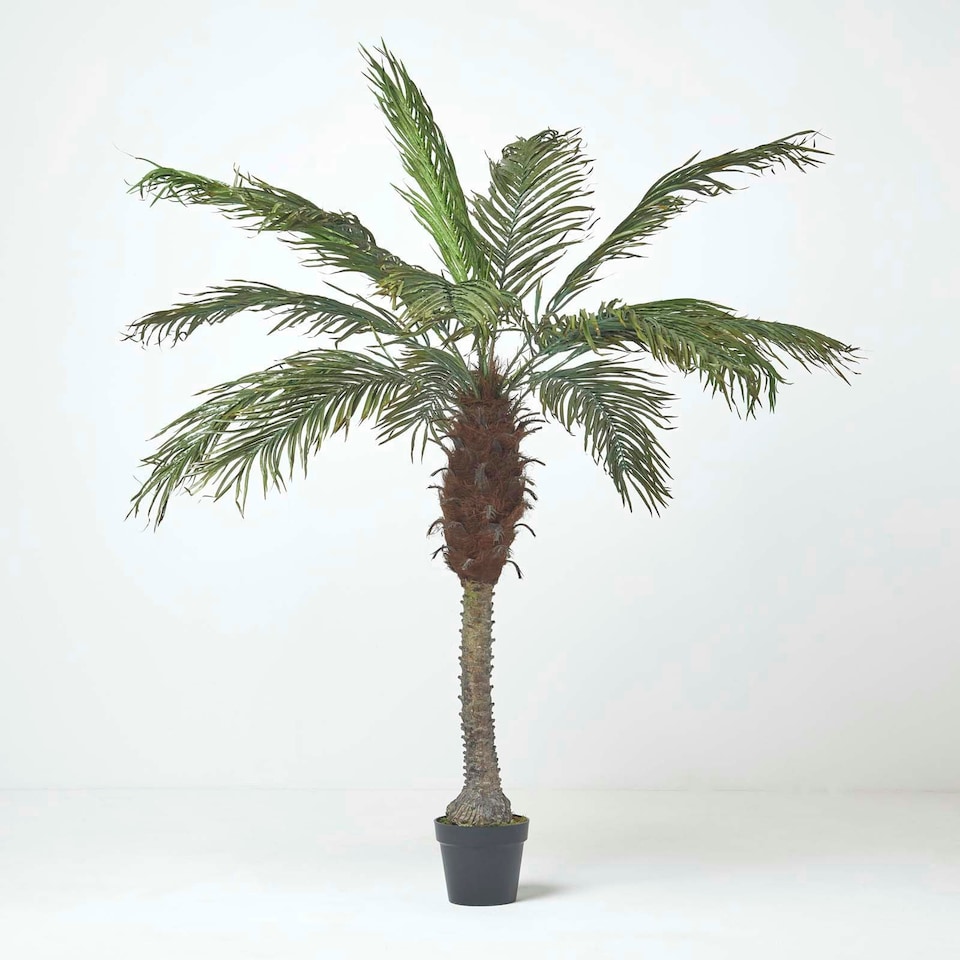 image 1 of Homescapes Phoenix Palm Tree in Pot, 160 cm Tall