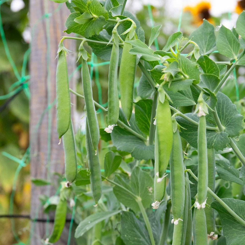 image 1 of Marshalls Garden Mangetout Pea Seeds 'Delikata' 200 seeds