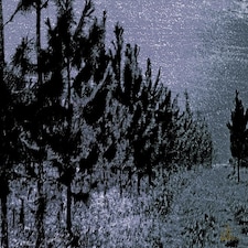 Star Tree Line (Canvas Print) 44" x 30"