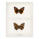 image 3 of Denton Framed Wall Art Red Admiral Butterfly Vintage Illustration Home Décor