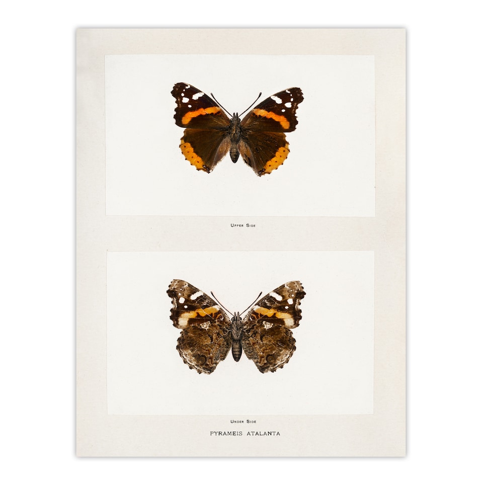 image 1 of Denton Framed Wall Art Red Admiral Butterfly Vintage Illustration Home Décor