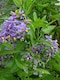 image 1 of 1X 3-4FT LARGE SOLANUM CRISPUM GLASNEVIN BLUE FLOWERING CLIMBING PLANT 3L