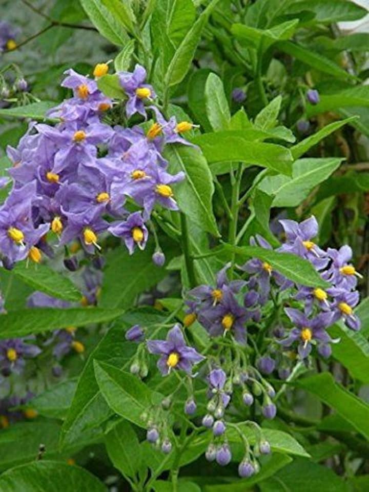 image 1 of 1X 3-4FT LARGE SOLANUM CRISPUM GLASNEVIN BLUE FLOWERING CLIMBING PLANT 3L