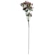 image 2 of 55cm Gypsophila Pink Stem