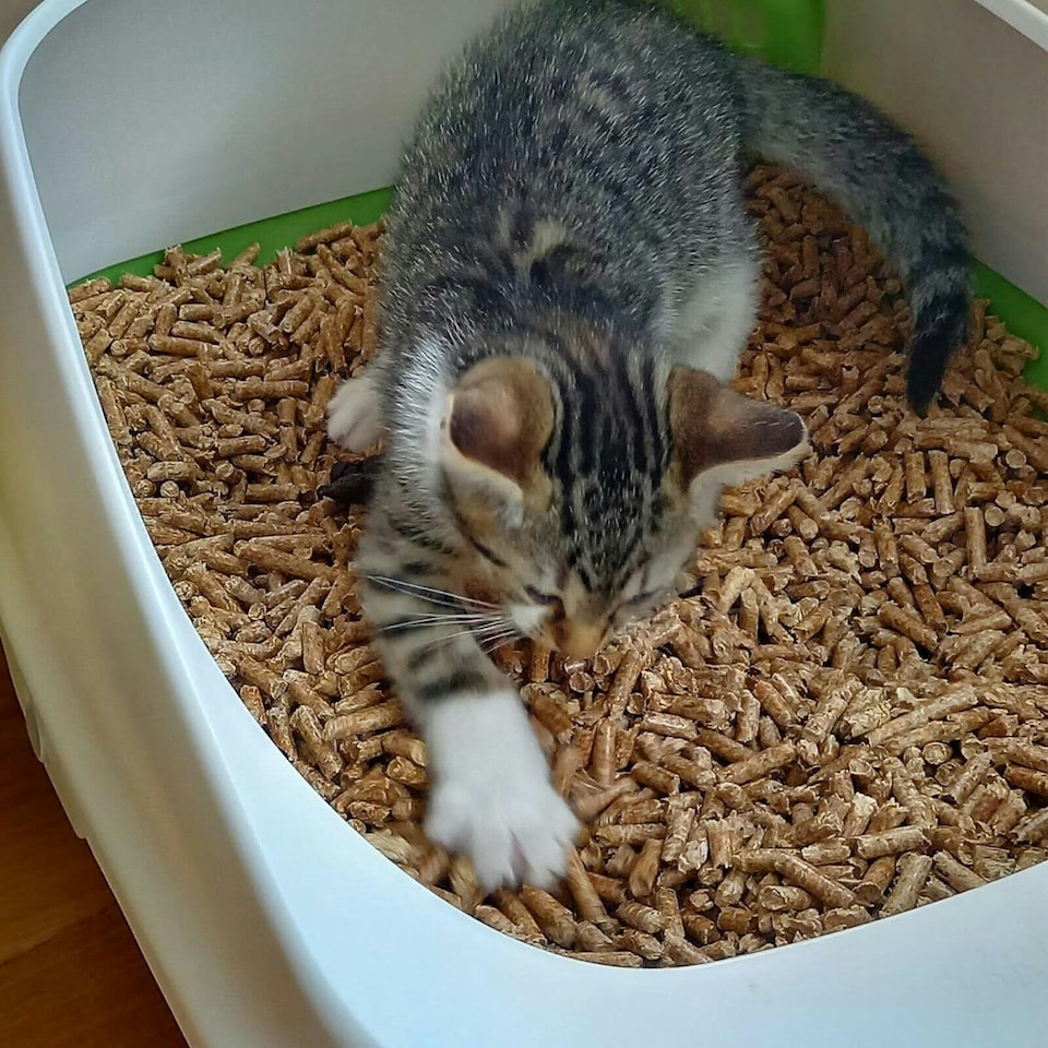 image 1 of Warma Wood Pellets Cat Litter - 40L