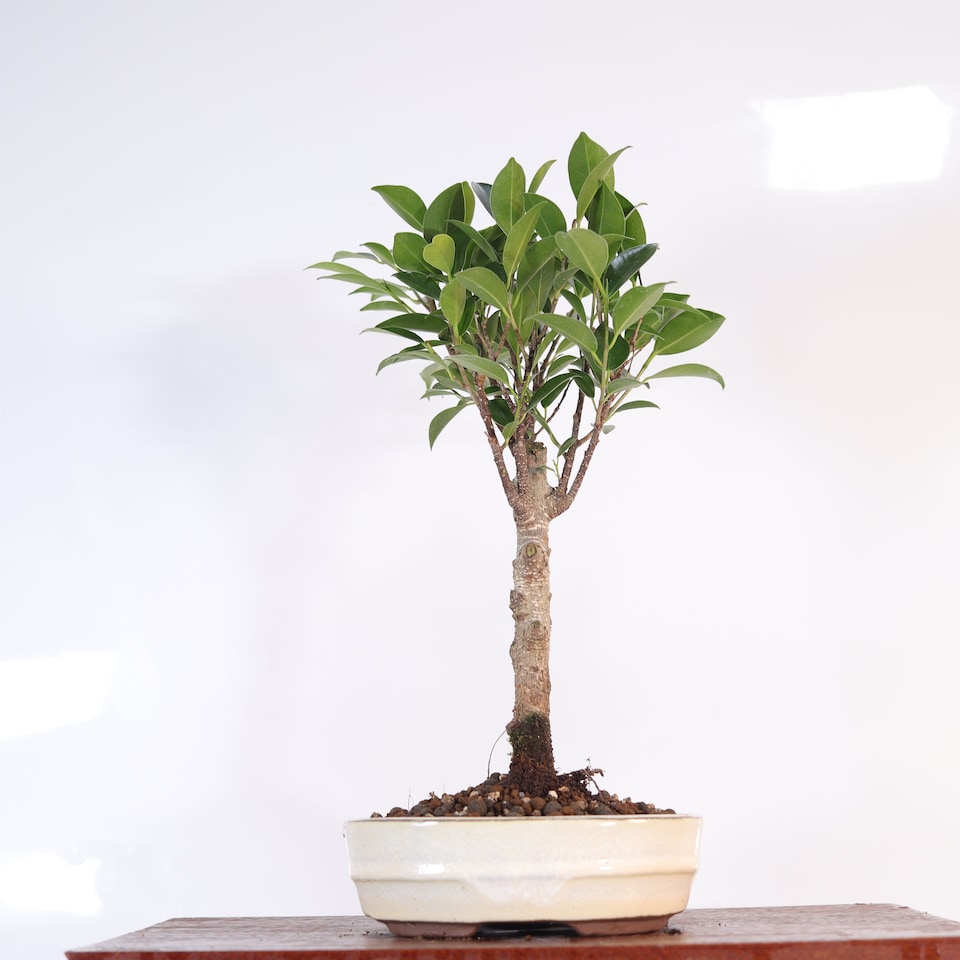 image 1 of Yorkshire Bonsai Ficus Microcarpa (Banyan Fig) Indoor Bonsai Tree Broom In 16cm Pot