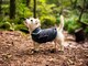 image 3 of Henry Wag Grey Microfibre Drying Coat For Use After Bath Time Or A Muddy Walk, Size Medium 40cm | Grey | Grey | M | 1