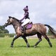 image 6 of Shires ARMA Hyde Park Saddlecloth - Young Rider N/A | Colour: Doodle
Size: 14 Inch