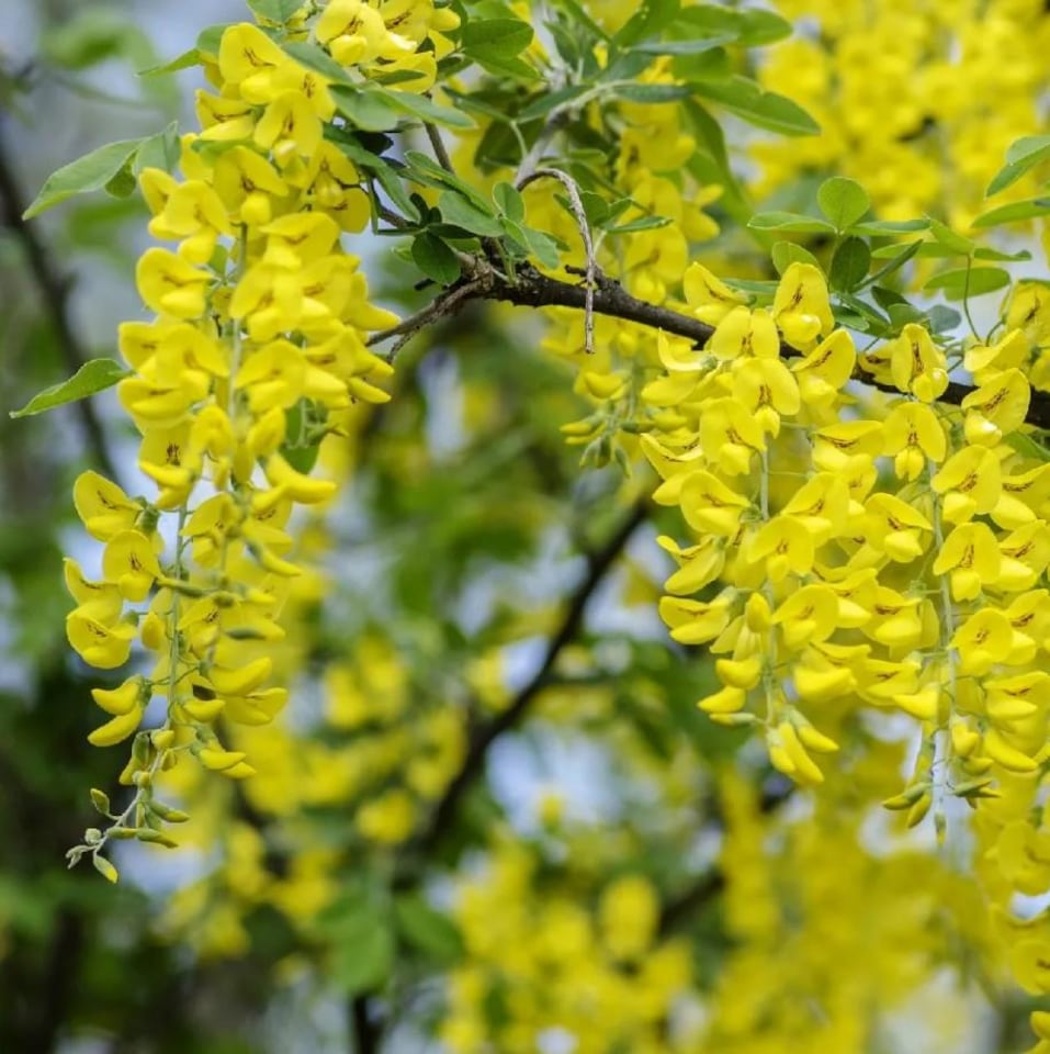 image 1 of 3x Laburnum Vossii Golden Rain Trees in Pots| By Direct Plants