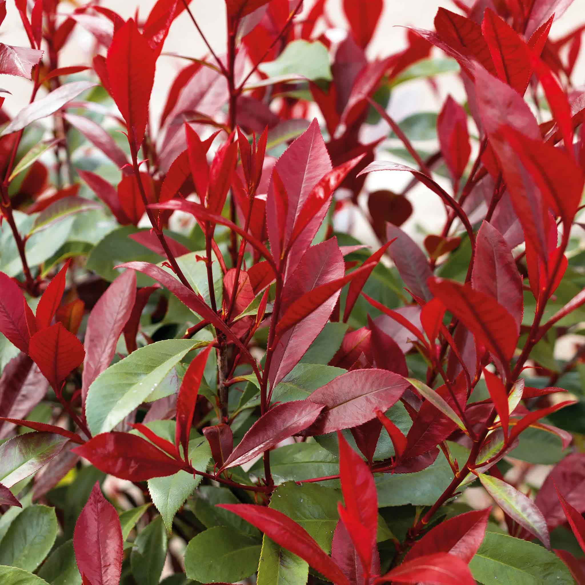 Photinia 'Red Robin' Evergreen Shrub - Red New Growth 9cm
