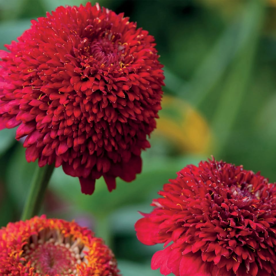 image 1 of Zinnia Cresto Red | Multi | Red | Flower Seeds | 1