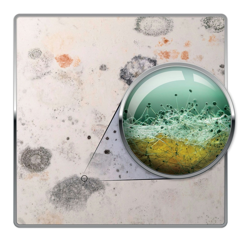 image 1 of Dryzone Mould and Mildew Remover and Prevention Kit - Fast-Acting - 2x5L & Sprayer