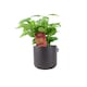 image 3 of Coffee Arabica Indoor Plant 12cm Pot | Multi