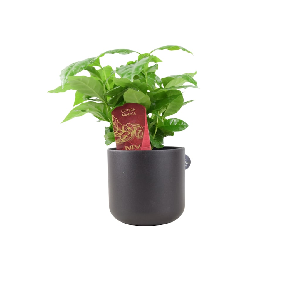 image 1 of Coffee Arabica Indoor Plant 12cm Pot | Multi