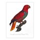 image 1 of The Eclectus Parrot Francois Levaillant Wall Art Poster Print 12X16"