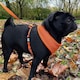 image 9 of HugglePets Air Mesh Dog Harness Blue | L