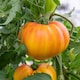 image 7 of Marshalls Garden Tomato Seeds 'Gourmansun' F1 (6 Seeds) | Green | Green, Yellow, Orange