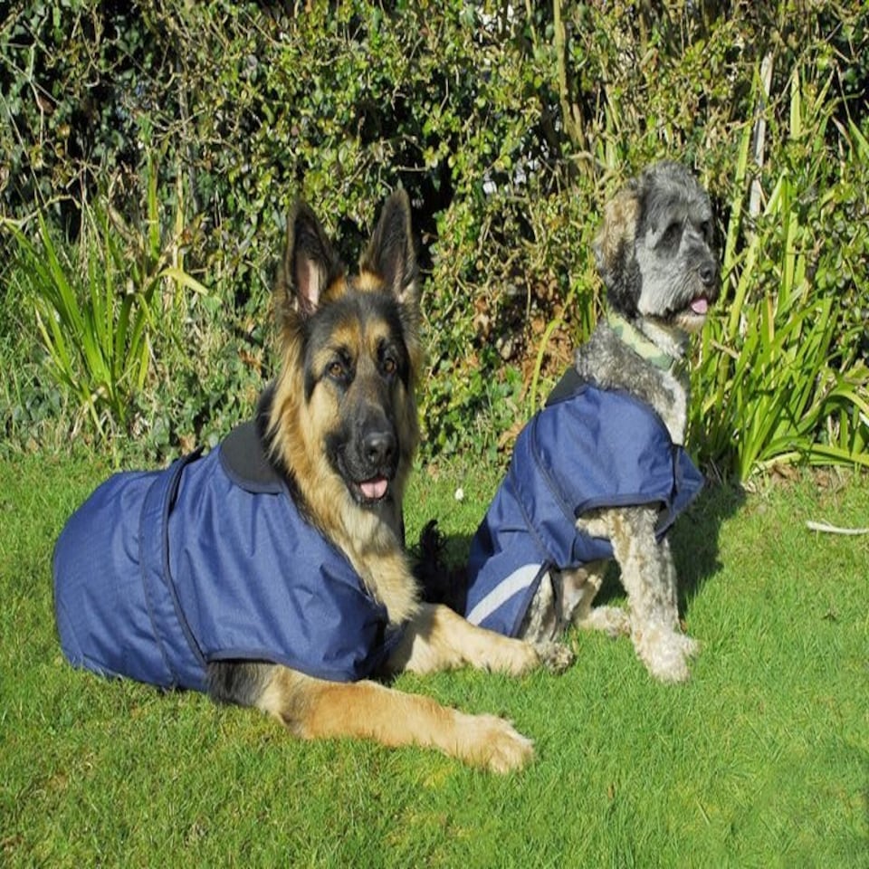 image 1 of Rhinegold Highland Dog Coat Blue | L